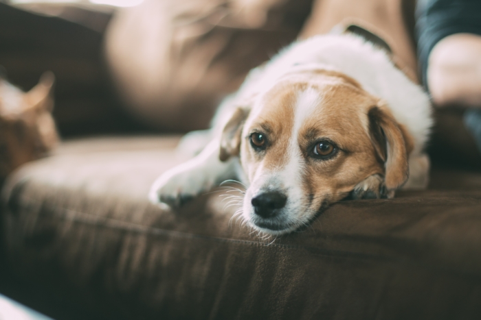 Under the Fair Housing Act, emotional support animals have the right to live with their owners in apartments and condos. Even if the apartment or HOA normally does not allow pets.