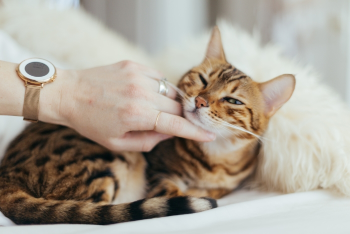 Can Cats Provide Emotional Support?