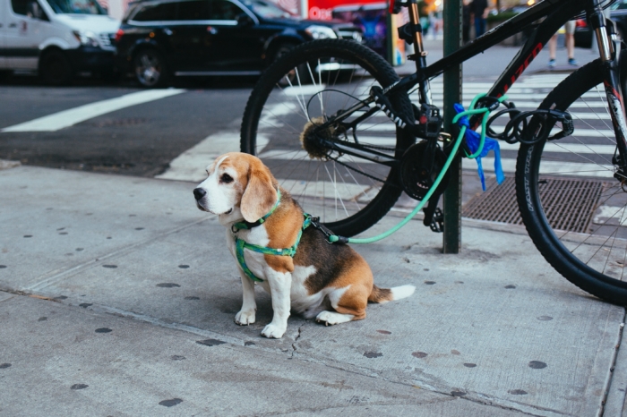 Can a New York Co-op building deny my Emotional Support Animal?