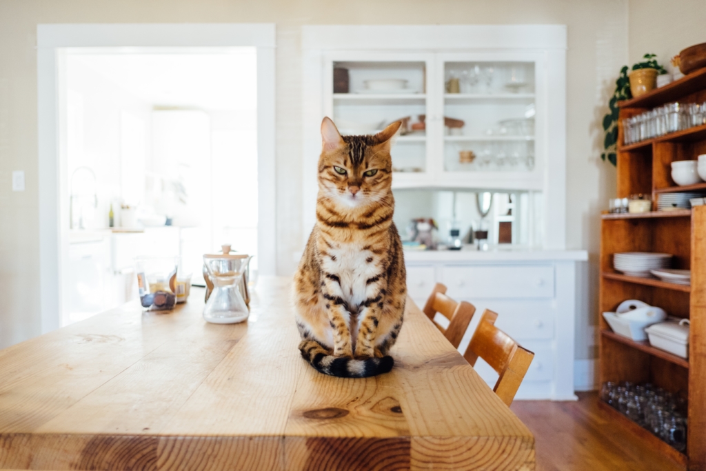 Emotional Support Cat on kitchen table