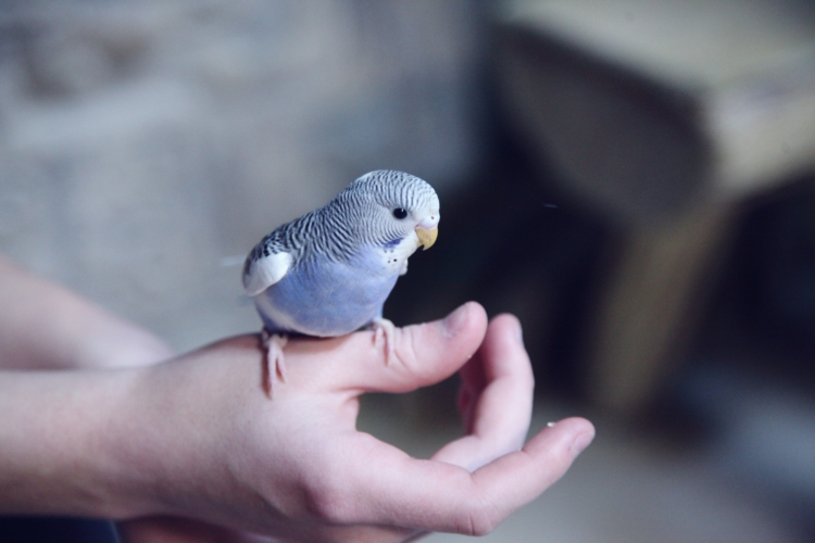 Can my Bird Qualify as an Emotional Support Animal?