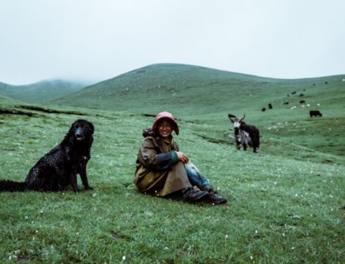 Scientific Evidence that Dogs are Good for You