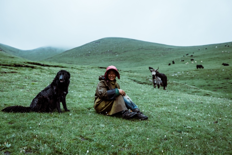 Dogs watching over person