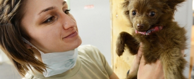 veterinarian with emotional support animal