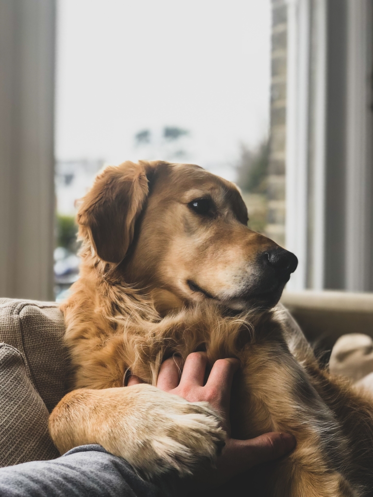 Live a healthy life with your emotional support animal. 