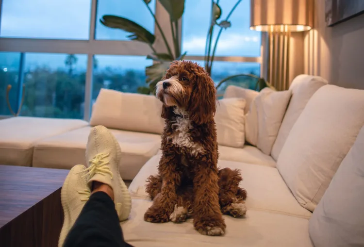 Emotional support dog chilling on the couch at the feet of its owner.