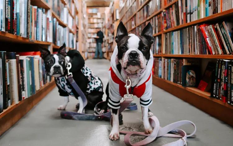 Two emotional support animals at the library - ESA Doctors