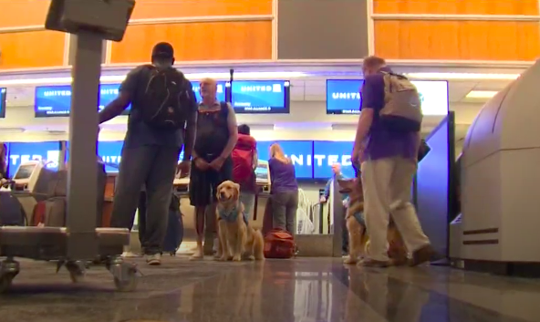 Austin Therapy Dogs waiting to board their flight to El Paso.