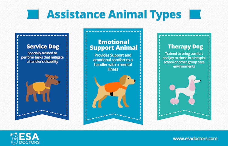 Assistance animal types inforgraphic. Service dogs, emotional support animals, therapy dogs.