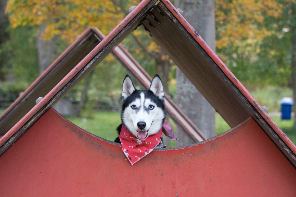 Emotional Support Dog in backyard.