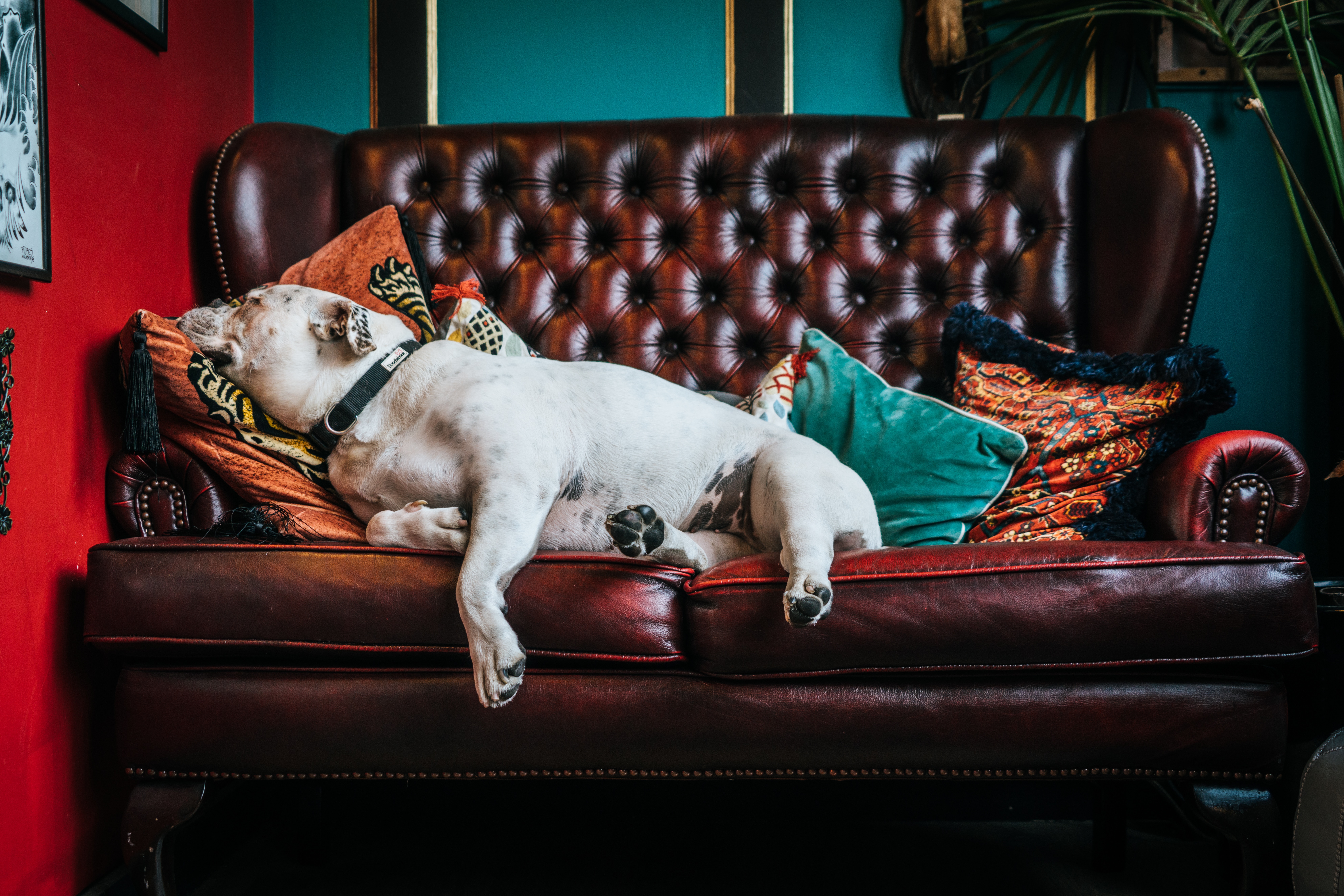 Emotional Support dog Pitbull sleeping on couch in home.
