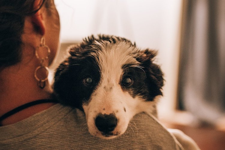 are border collies good as emotion support dogs