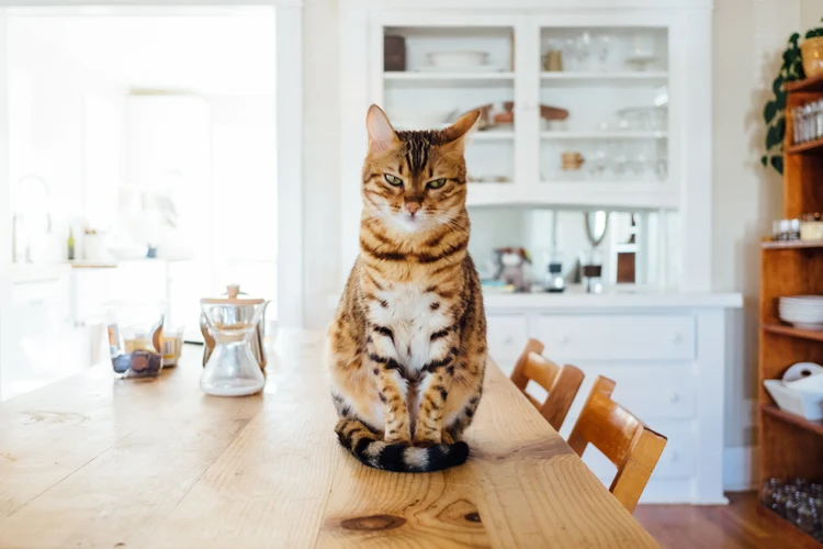 Emotional support animal cat at home on the kitchen table