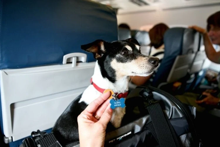 Flying with an assistance dog