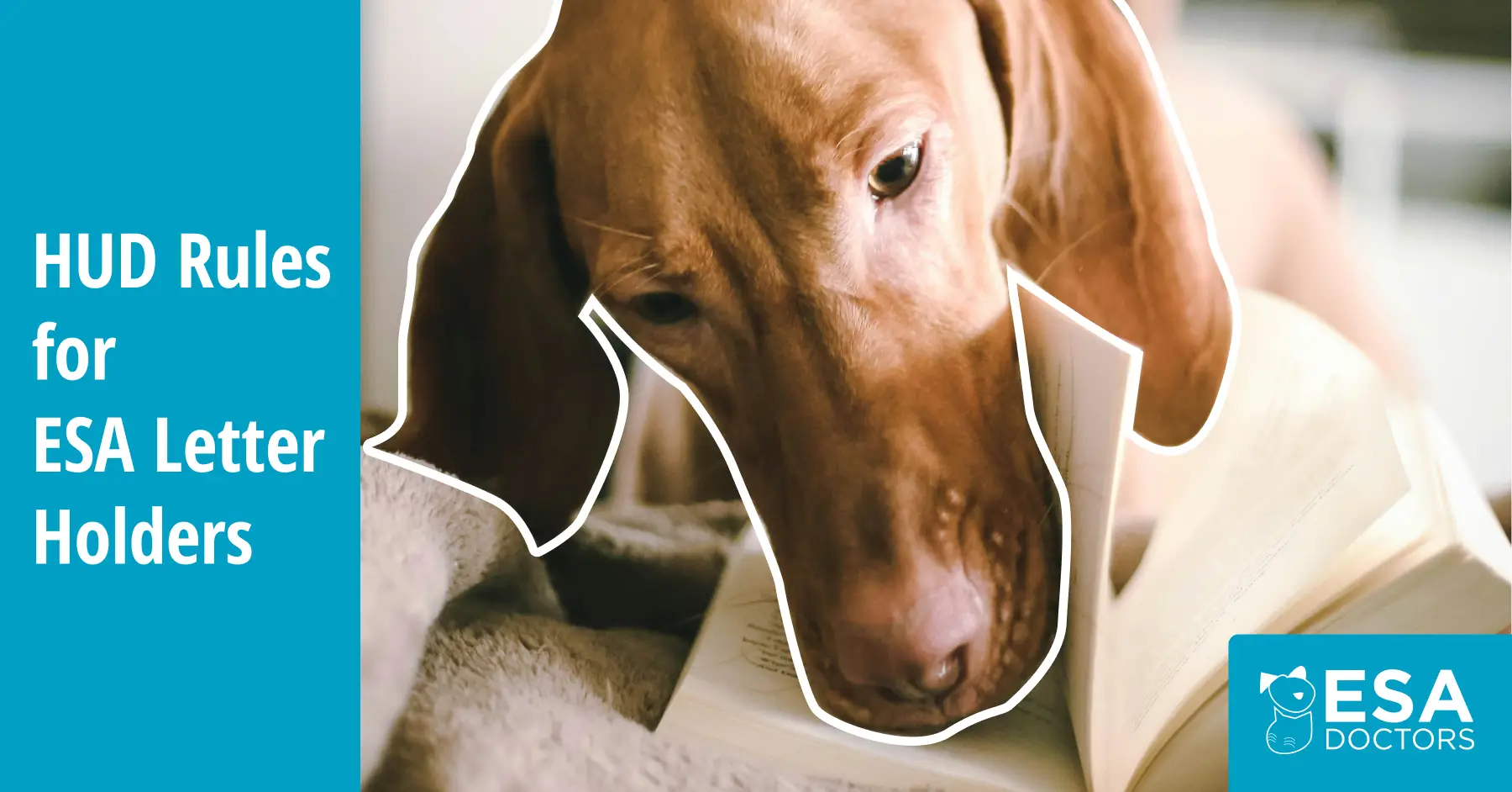 U.S. Department of Housing Issues New Rules for Emotional Support Animals