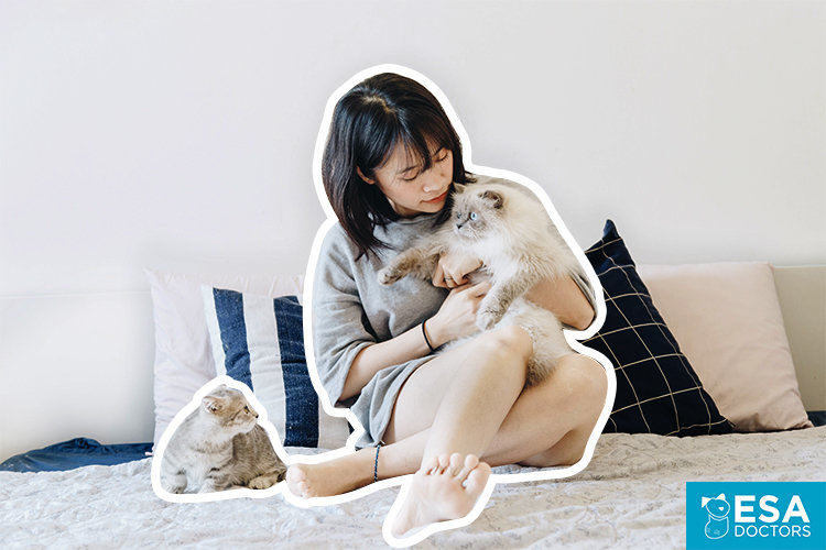 Emotional support cats on bed.