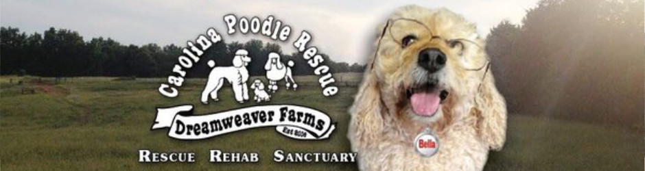 Carolina Poodle Rescue Rescue Rehab Sanctuary South Carolina