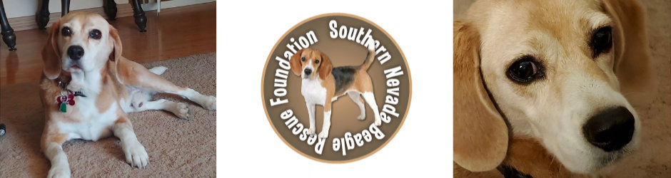 Southern Nevada Beagle Rescue Foundation, Nevada