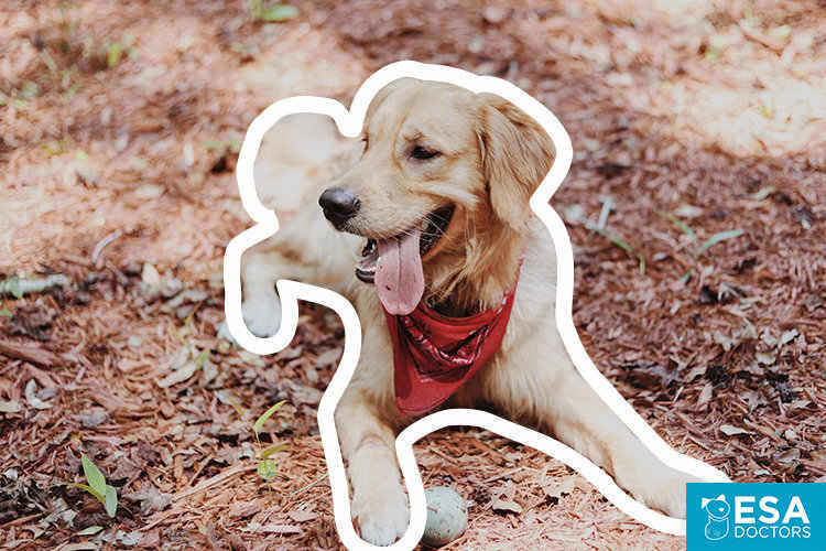 Golden retriever emotional support dog.