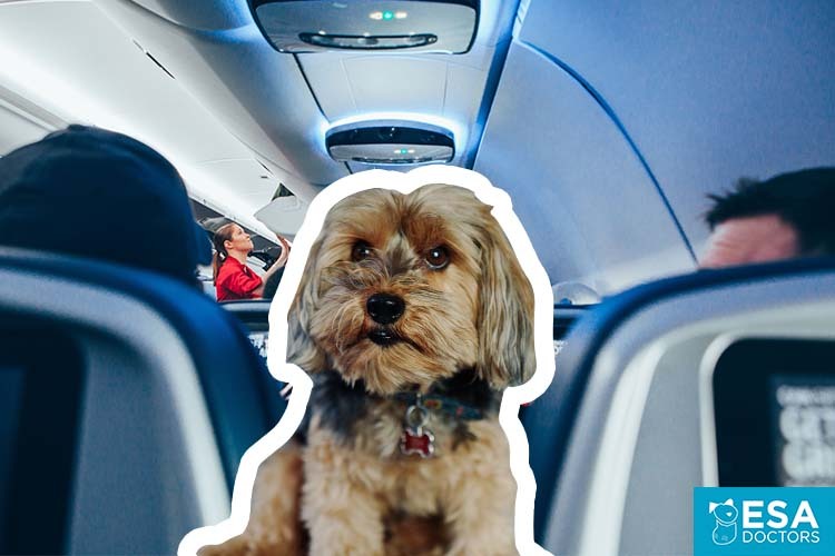 Air Travel emotional support dog.