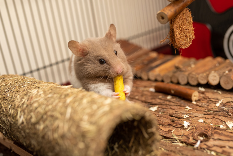 What illnesses do hamsters get, and how can they be treated? - Omlet Blog US