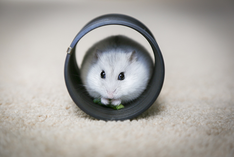 Hamsters are cute and portable and make great emotional support animals.