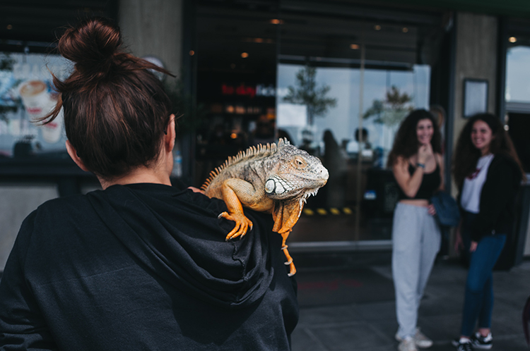 A iguana may be exotic but can make a great emotional support animal.