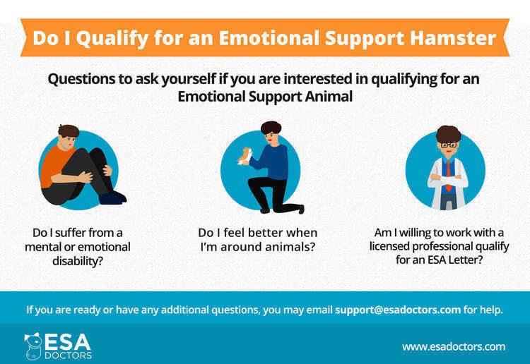 Qualifying for an emotional support hamster from ESAdoctors.com infographic.