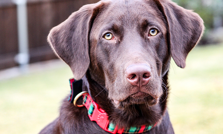 The smart, athletic and well-mannered Labrador Retrievers know how to serve individuals with depression.