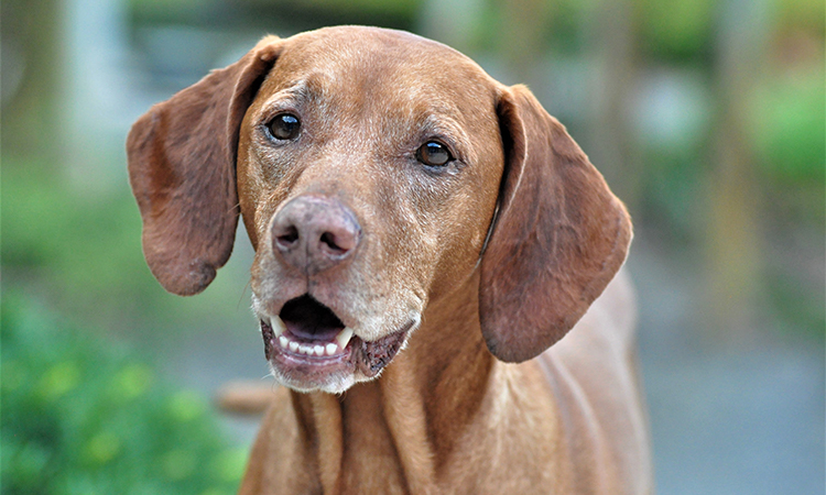 A Vizsla is a great ESA dog breed for individuals who like constant companionship