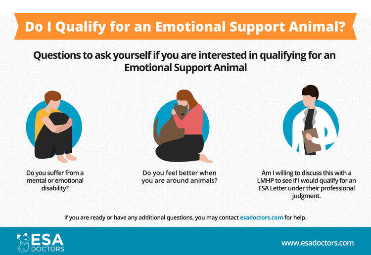 How to qualify for an emotional support animal infographic.