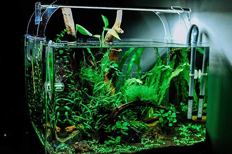 Can pet fish help with anxiety - ESADoctors