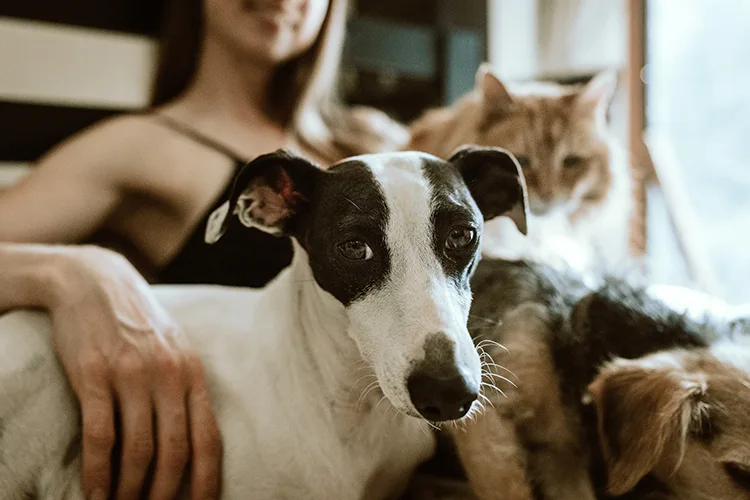 Maryland family with two dogs and one cat at home
