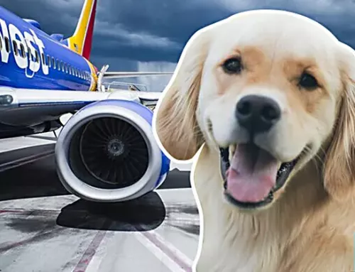 Which Airlines Are Still Allowing Emotional Support Animals?