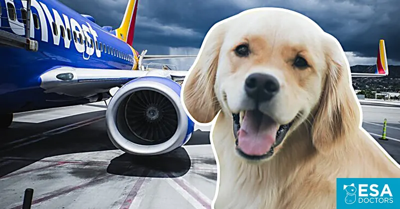 ESA dog in front of Southwest Airlines plane on runway - ESA Doctors