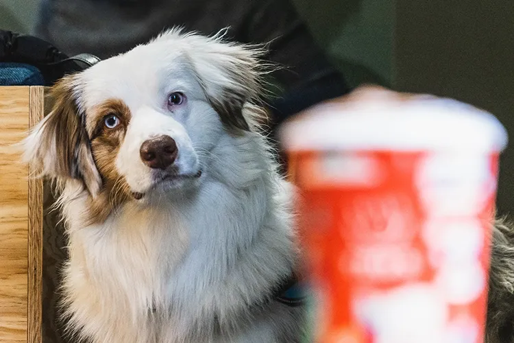 Emotional support dog visiting a coffee shop