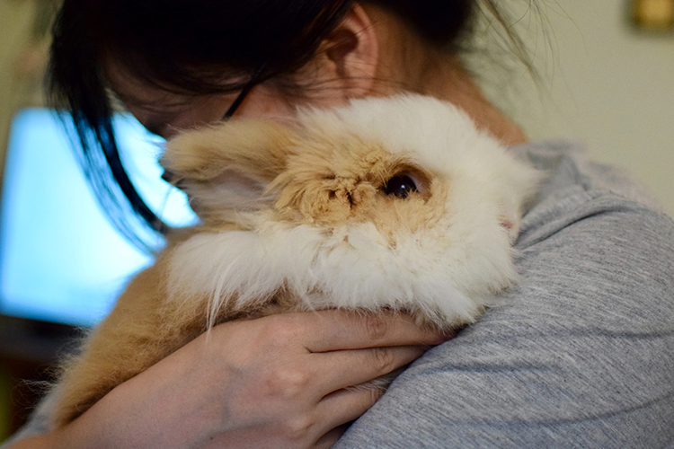Rabbits are very attentive to their environment and soft to touch, making them a perfect emotional support animals - ESADoctors
