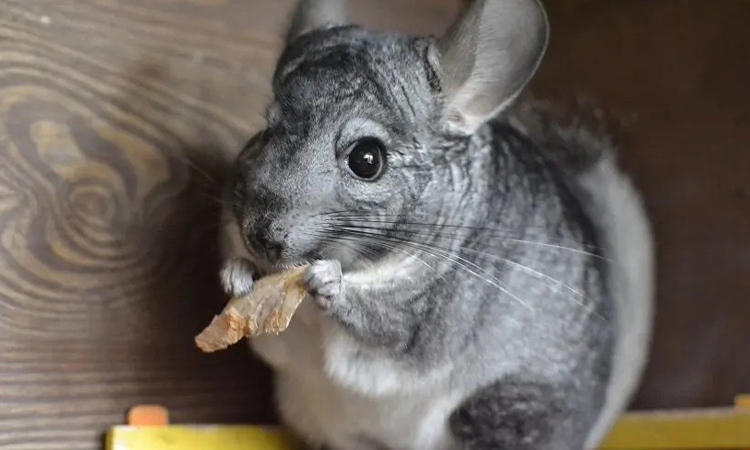 Chinchilla's are the largest rodent on the list, but nonetheless suitable to be an emotional support animal. - ESA Doctors