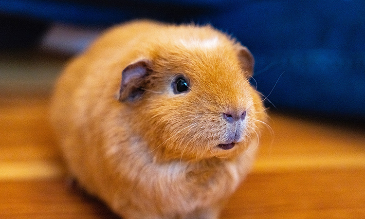 Guinea Pigs are affectionate and cuddly, making them the top emotional support rodent. - ESA Doctors