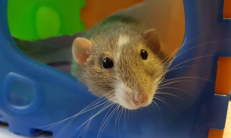 Pet rats are highly intelligent and calm and perfect emotional support animals. - ESA Doctors
