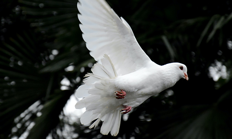 As emotional support animal the peaceful dove may soothe any emotional or mental distress. - ESA Doctors