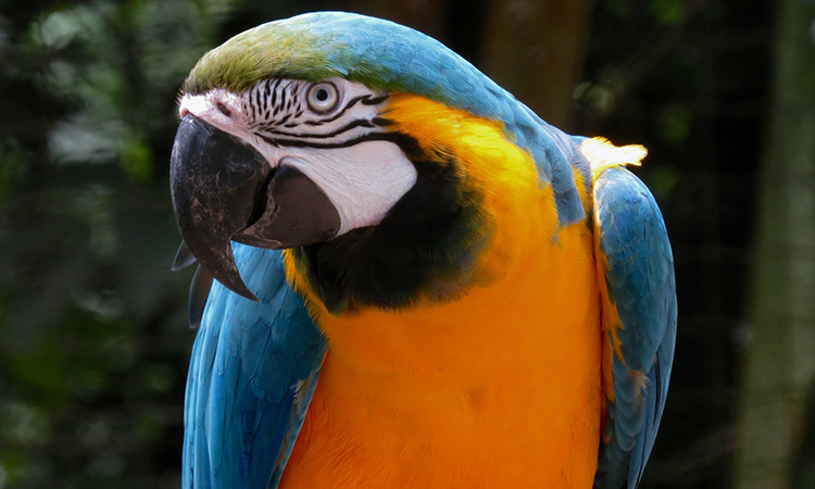 The large and attention-seeking macaw is a good emotional support animal for individuals that like interaction. - ESA Doctors