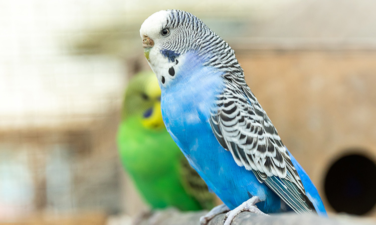 A parakeet is social and vocal, making a great companion as emotional support animal. - ESA Doctors