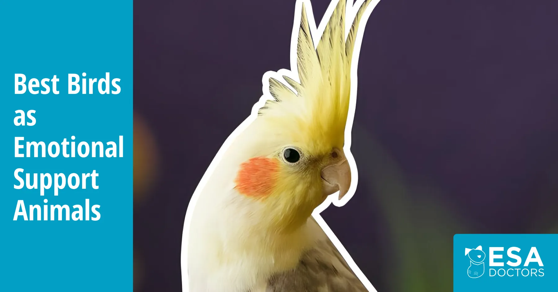 Best Birds as Emotional Support Animals