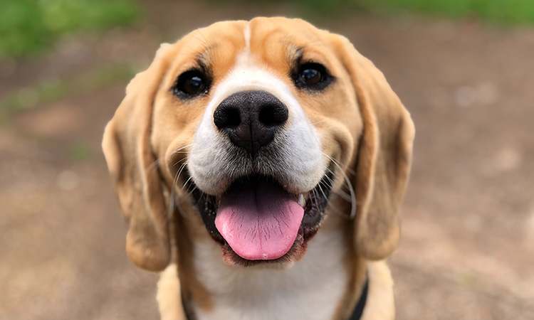 The friendly Beagle is a true friend and ideal emotional support dog. - ESA Doctors