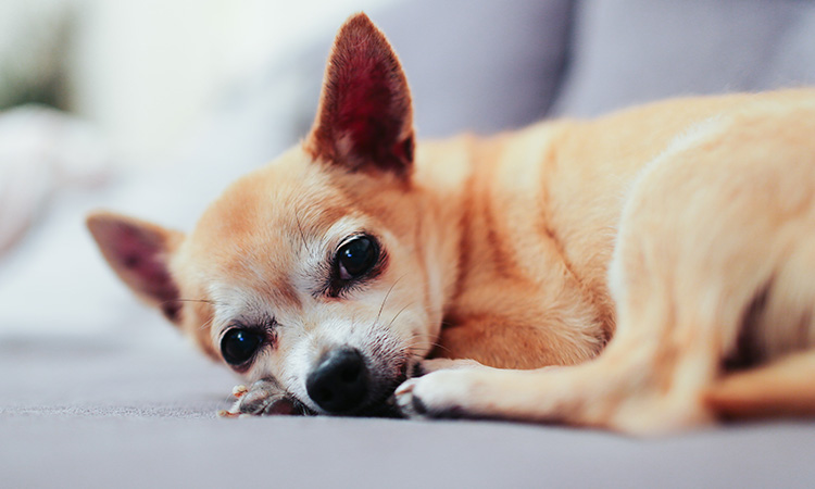 Chihuahuas may be small but have a big heart for their owners, making them a great choice as ESA. - ESA Doctors