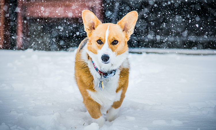 Corgis are affectionate and playful and a perfect breed for emotional support dogs. - ESA Doctors