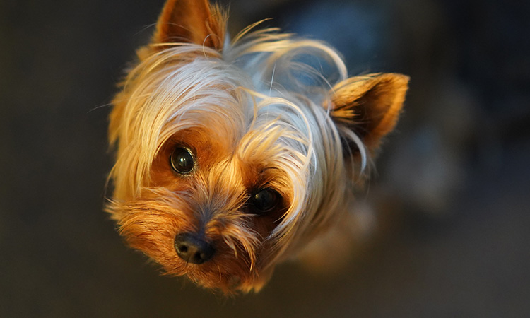 A Yorkshire Terrier as emotional support animal will look after their owner like no other. - ESA Doctors