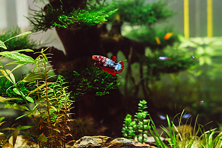 Thanks to an aquarium's peaceful nature and cleaning routine, pet fish are ideal emotional support animals to help with depression. - ESA Doctors