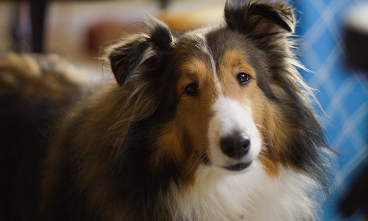 A Collie is intelligent and playful, ideal traits for being an ESA to an autistic child. - ESADoctors.com